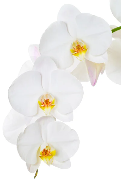 Close-up de flores de orquídeas brancas no fundo branco — Fotografia de Stock