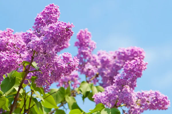 Green branch with spring lilac flowers — Stock Photo, Image