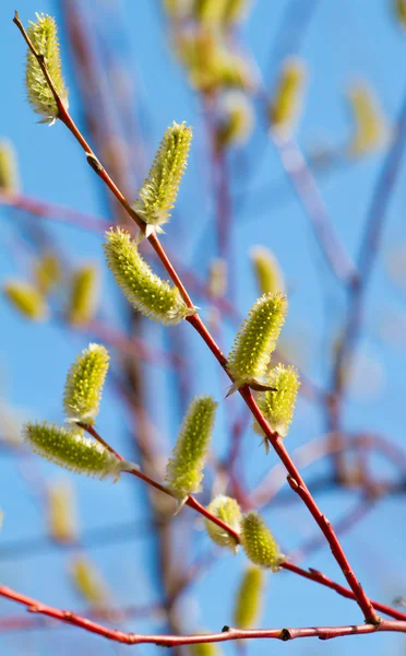 Yellow blooming pussy willow branches — Stock Photo, Image