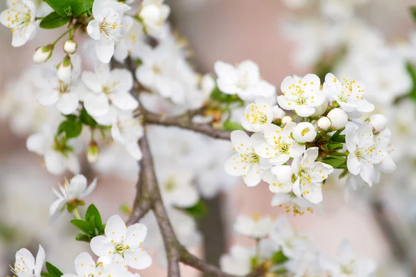 Vértes cseresznyevirág — Stock Fotó