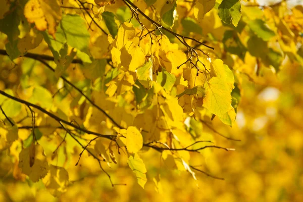 Nahaufnahme von gelben Blättern an einem Baum — Stockfoto