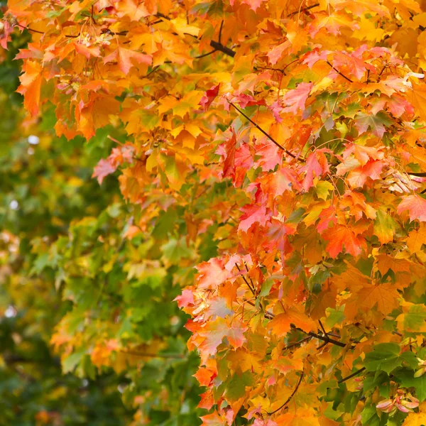 Yellow autumnal maple leaves background — Stock Photo, Image