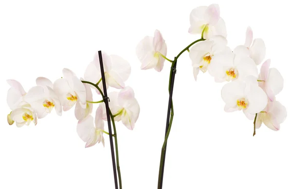 stock image Close-up of white orchids flowers on white background