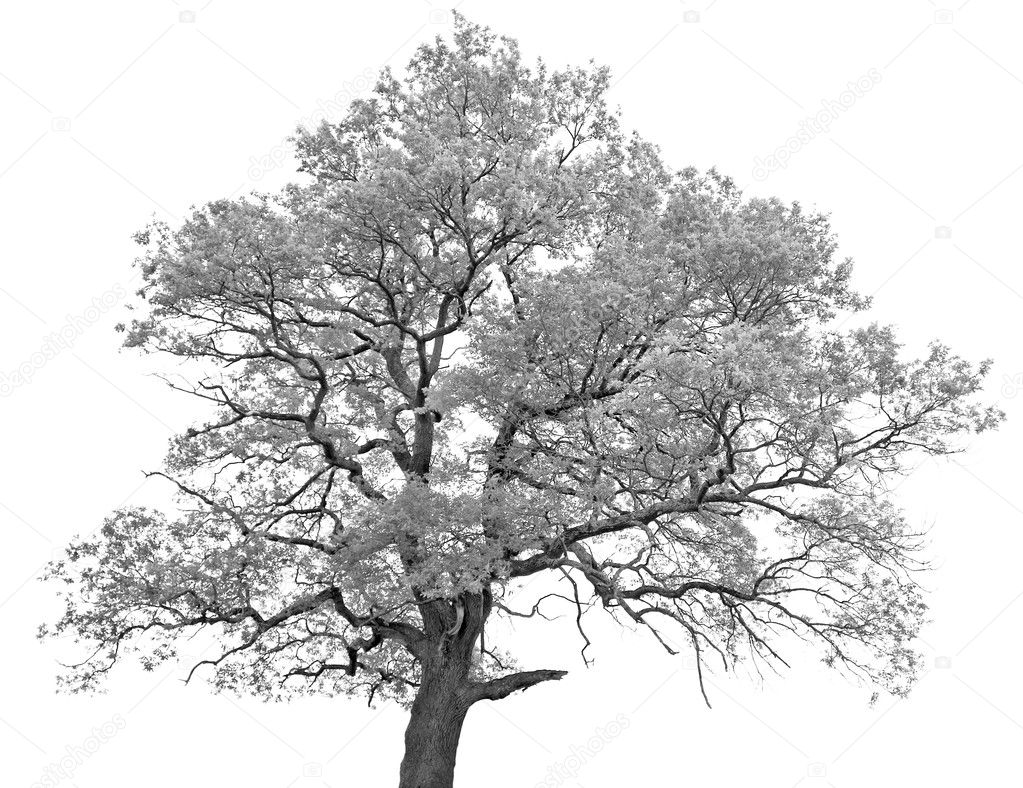 Black and white (monochrome) picture of a single oak tree
