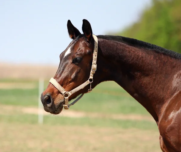 stock image Horse in the paddock