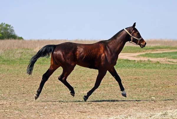 Horse in the paddock — Stock Photo, Image