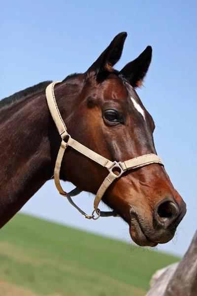 stock image Horse in the paddock