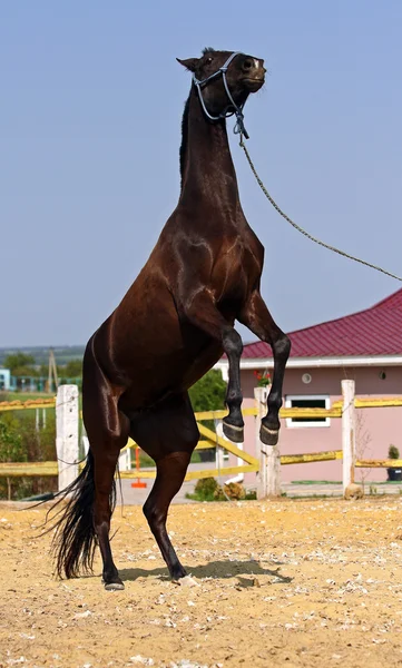 Pferd auf der Koppel — Stockfoto