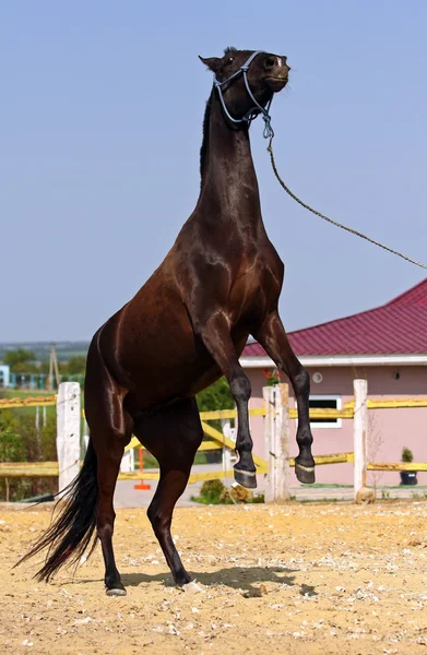 Häst i hästhagen — Stockfoto