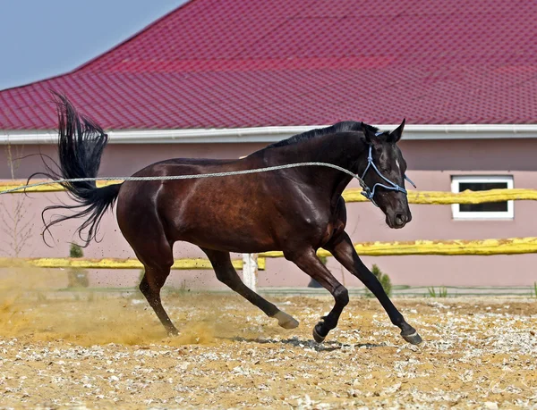 stock image Horse in the paddock