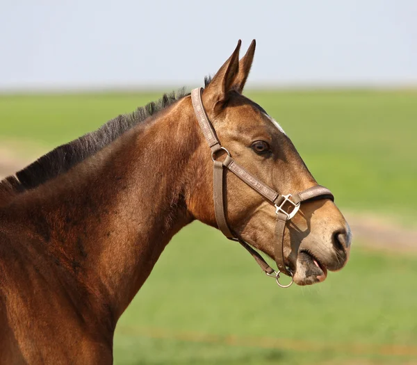 stock image Horse in the paddock