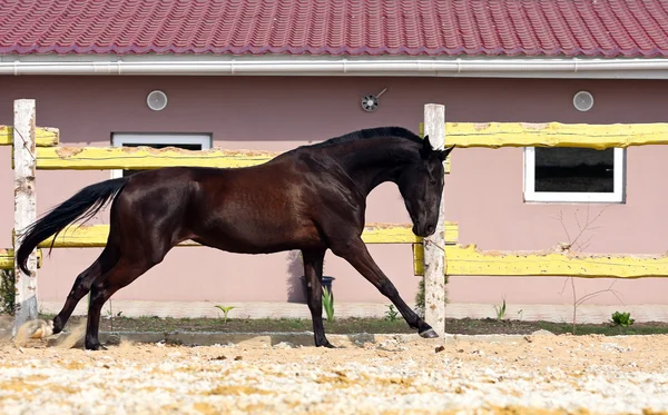 Cavallo nel paddock — Foto Stock