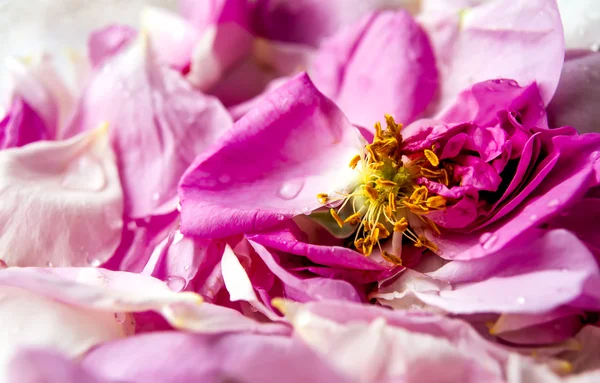 Petale roz de trandafir — Fotografie, imagine de stoc