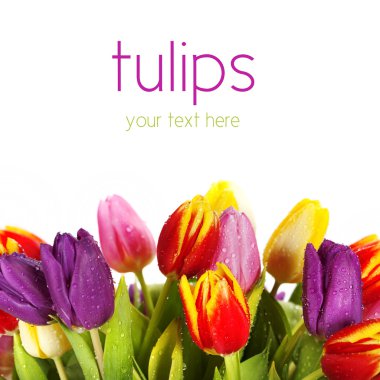 Spring tulips clipart