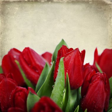 Red tulips clipart