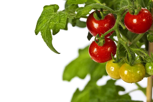 stock image Ripe garden tomatoes