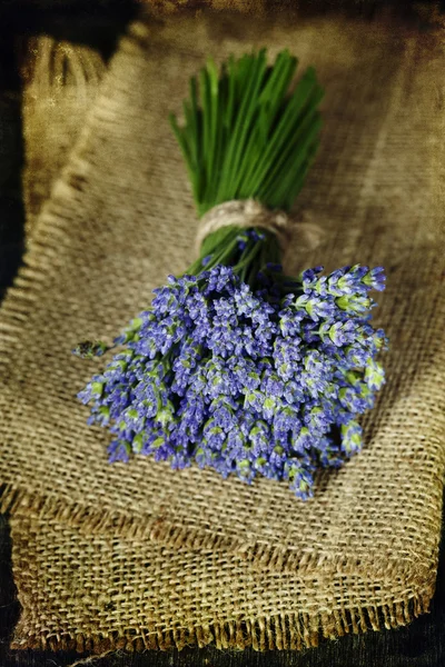Lavender flower — Stock Photo, Image