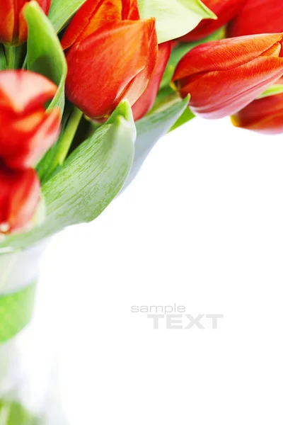 Röda tulpaner — Stockfoto