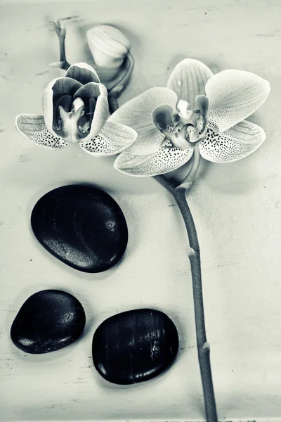 Pembe orhid ve zen çakıl — Stok fotoğraf