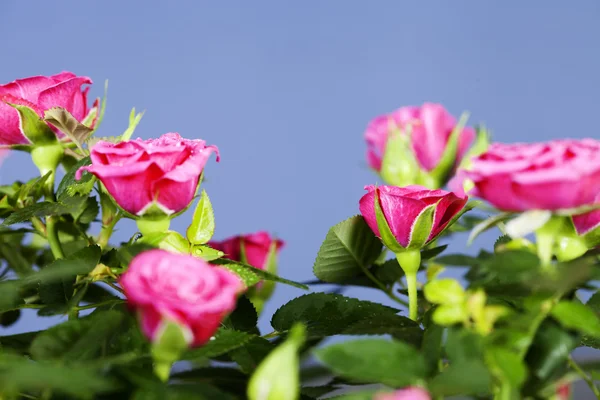 Róż — Zdjęcie stockowe
