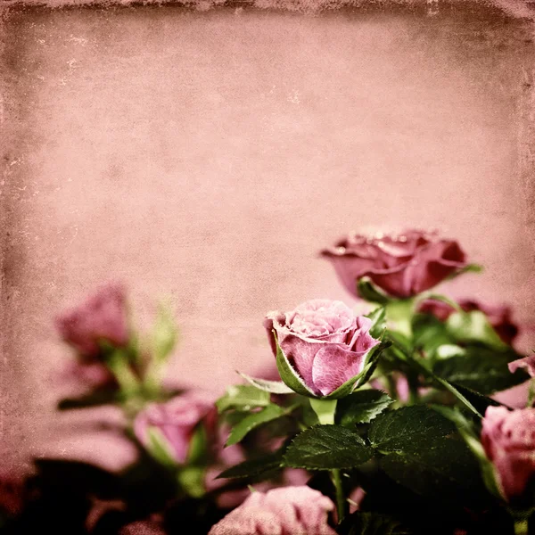 Roses roses — Photo