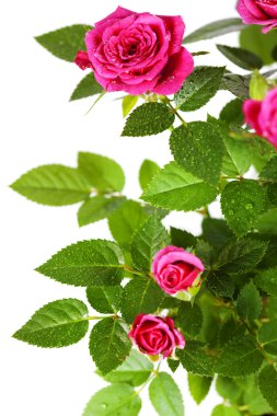 Pink roses clipart