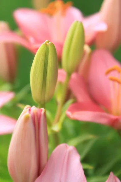Asya lily tomurcuğu genç — Stok fotoğraf