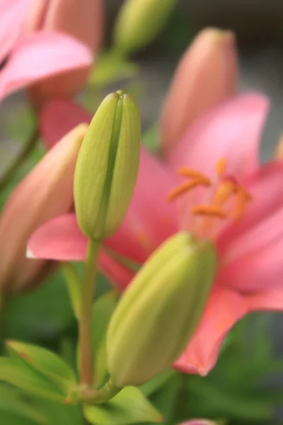 Asya lily tomurcuğu genç — Stok fotoğraf