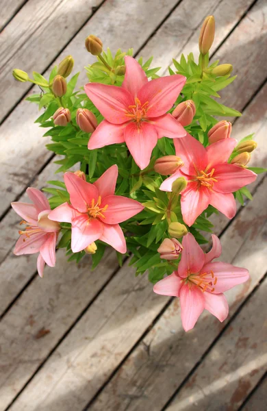 Asiatic lily — Stock Photo, Image