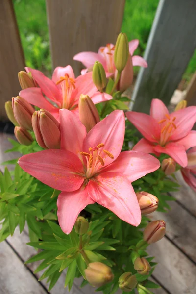 Asiatic Lily — Stockfoto