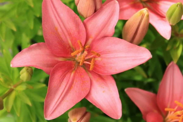 Blom av asiatic lily — Stockfoto