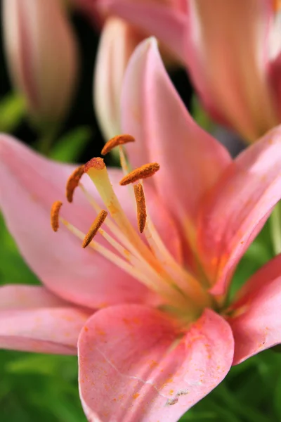 Asiatic lily — Stock Photo, Image