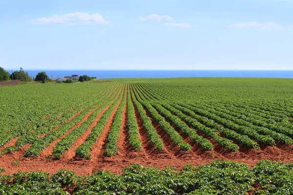 Картофельное поле острова Принца Эдуарда — стоковое фото