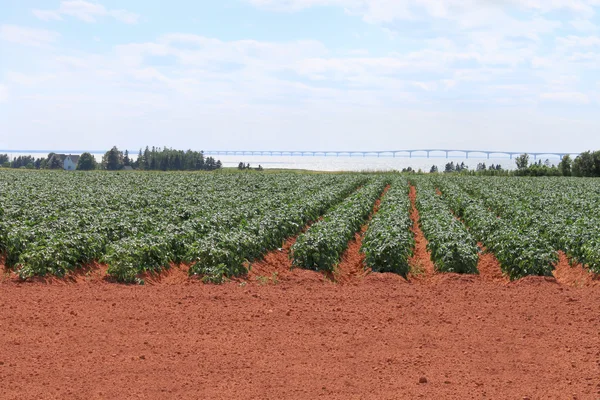 Картофельное поле и мост — стоковое фото