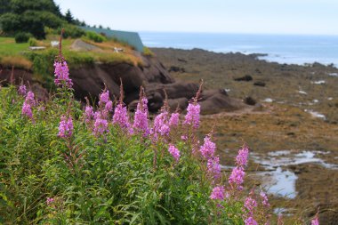 Lupines at low tide clipart