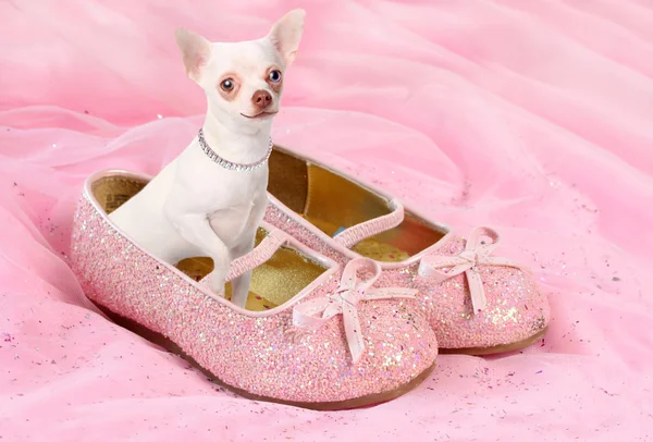 Prinzessin Chihuahua — Stockfoto