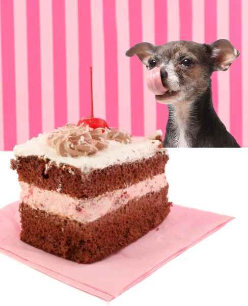 Собака смотрит на вишневый шоколадный торт — стоковое фото
