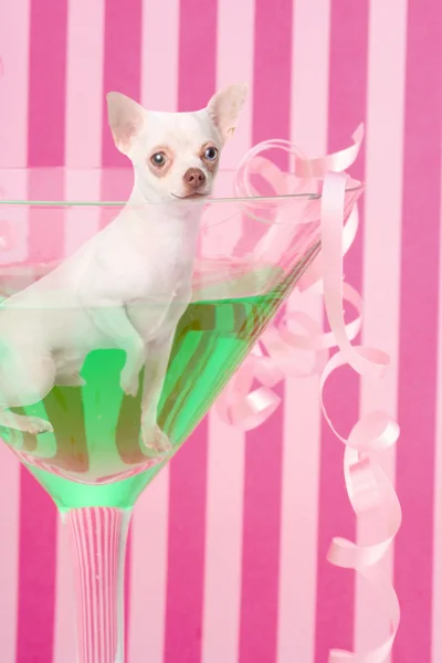 Chihuahua dentro do vidro do partido — Fotografia de Stock