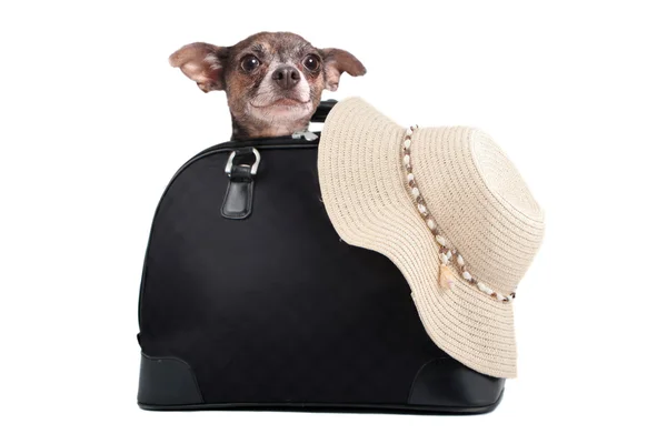 Chihuahua weekend getaway bag — Stock Photo, Image