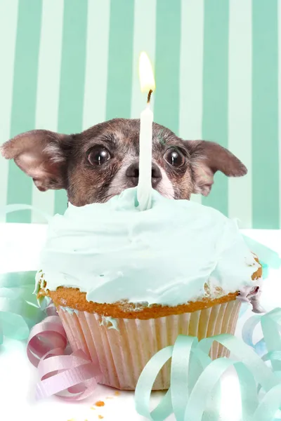Cão sorrateira cupcake — Fotografia de Stock