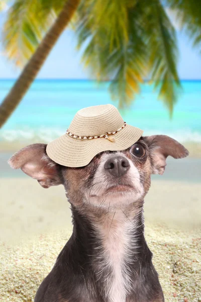 Dog in paradise beach with hat — Stock Photo, Image