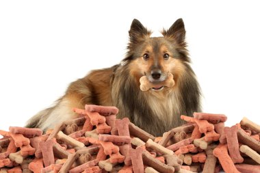 Sable Sheltie with dogbone clipart