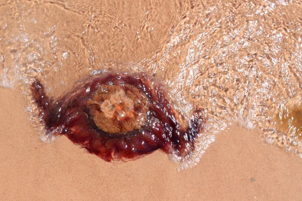 Jellyfish on shore — Stock Photo, Image