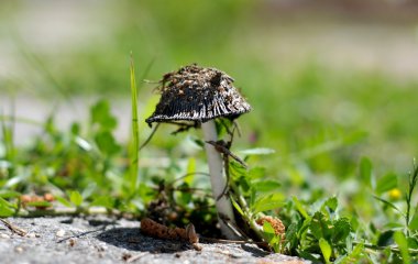 agaric, cap amanita, Sonbahar, güzel, biyoloji,