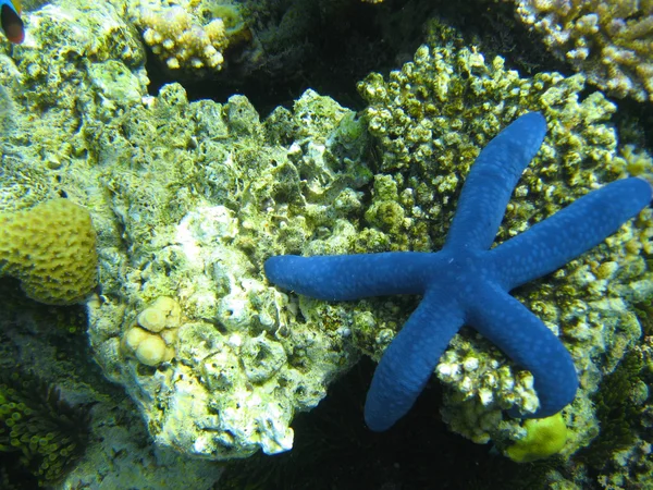 Vita subacquea della Grande Barriera Corallina — Foto Stock