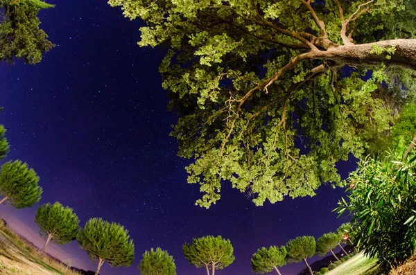 Les arbres et la végétation de la Toscane la nuit — Photo