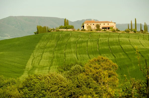 Típico edificio de casa de campo en Toscana en medio de viñedo en primavera, Italia —  Fotos de Stock