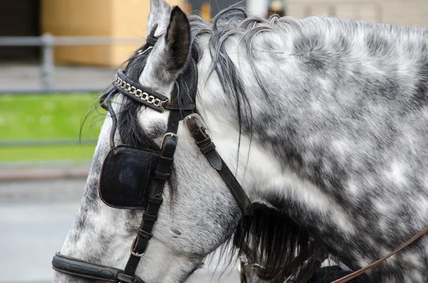 Hvitt hesteansikt med bind for øynene på en City Street – stockfoto