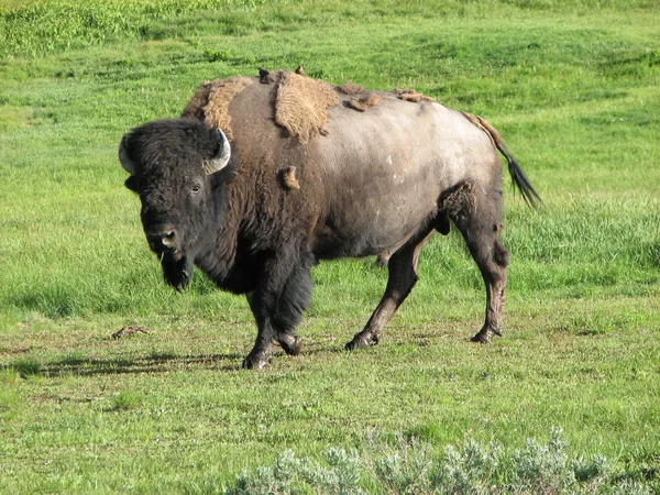 Wild Bison no Parque Nacional de Yellowstone no verão, EUA — Fotografia de Stock