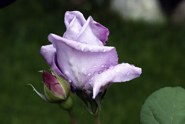 Rosa viola bagnata — Foto Stock